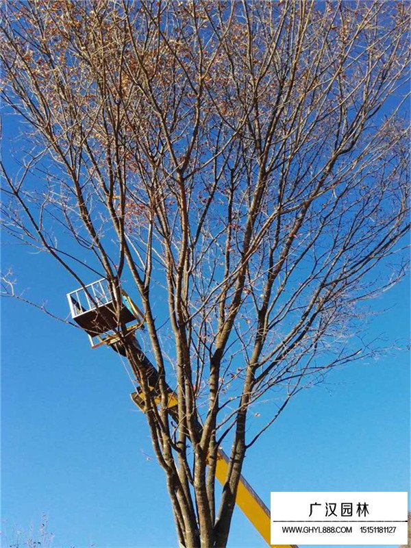 叢生五角楓有哪些優(yōu)點(diǎn)(圖1)