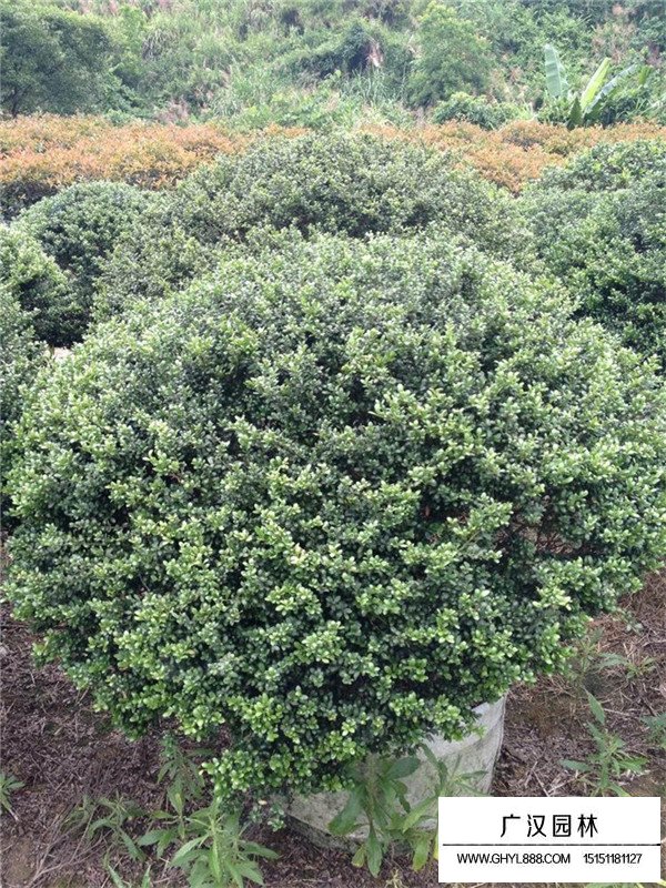 龜甲冬青什么時(shí)候種植好(圖2)