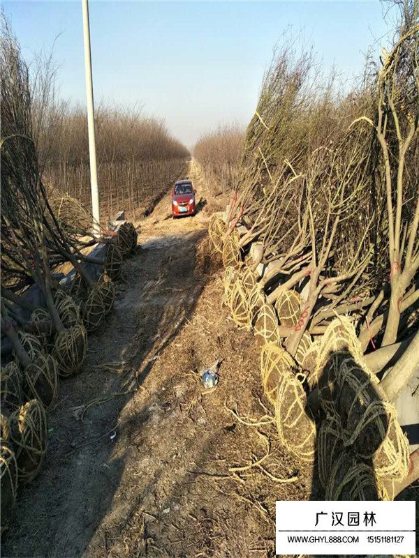 2020年雞爪槭價(jià)格(圖3)