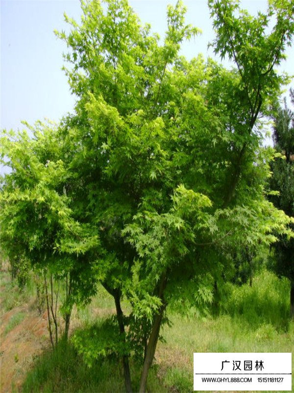 最新雞爪槭的價(jià)格(圖3)