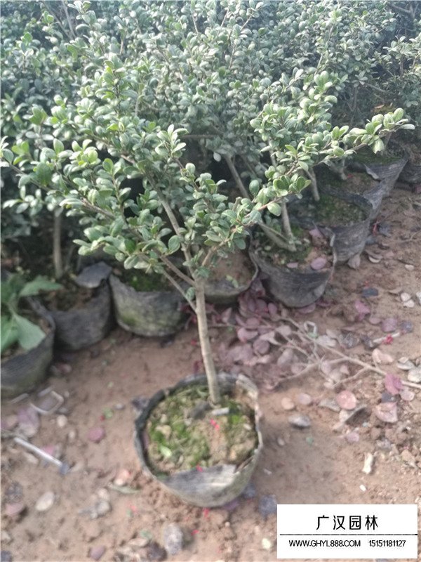 龜甲冬青管理及種植(圖2)