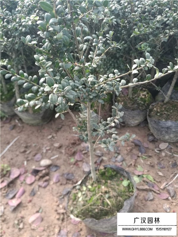 龜甲冬青管理及種植(圖3)