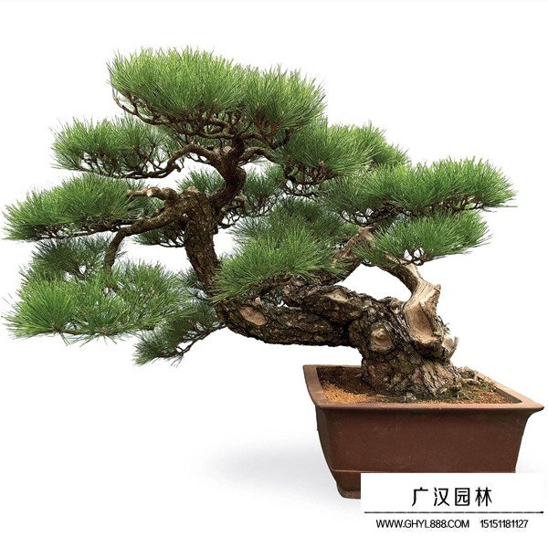 黑松白芽松價格(圖1)