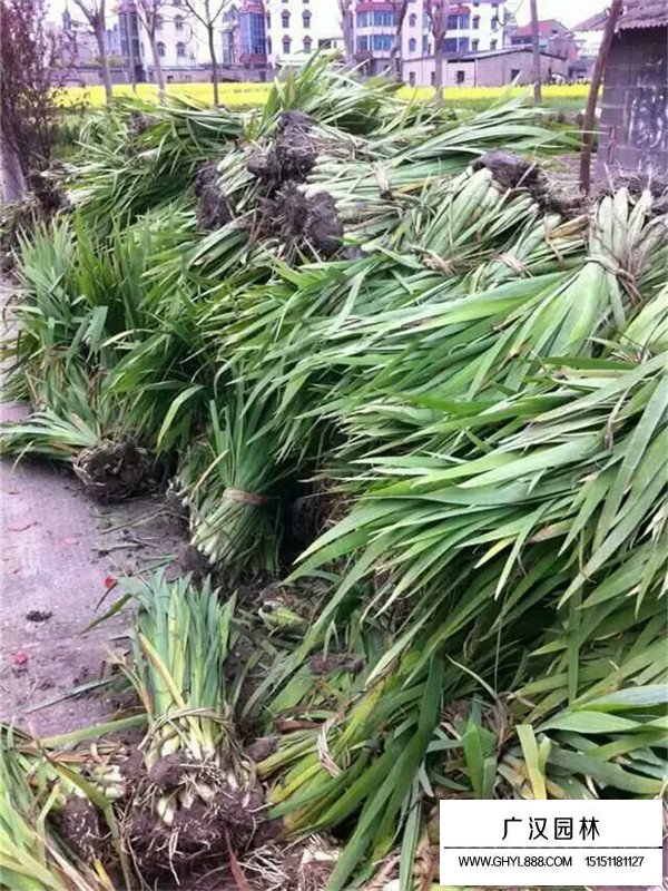 黃花鳶尾和紫花鳶尾有什么區(qū)別(圖1)