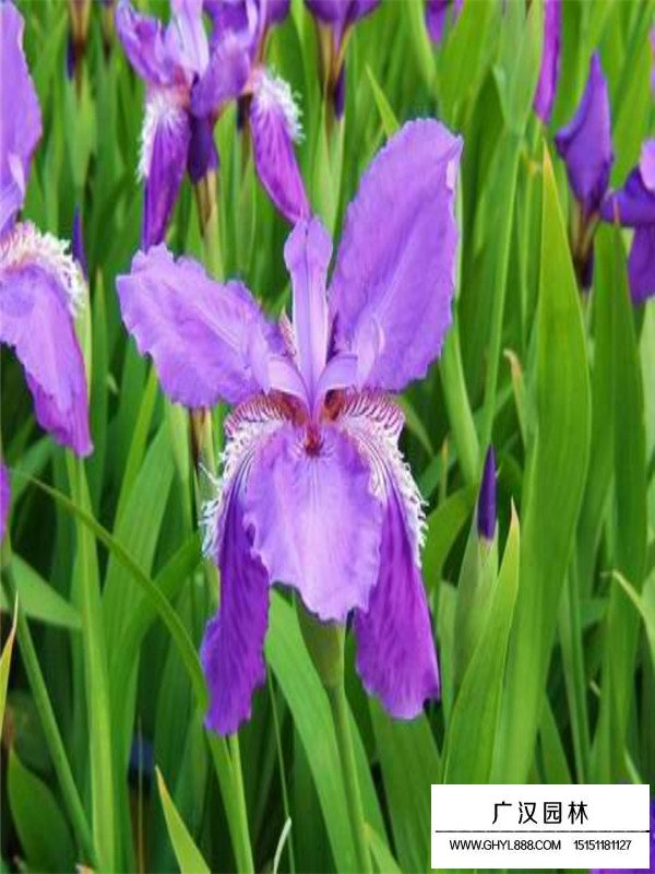 紫花鳶尾和黃花鳶尾的區(qū)分(圖1)