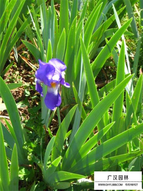 紫花鳶尾和黃花鳶尾的區(qū)分(圖2)