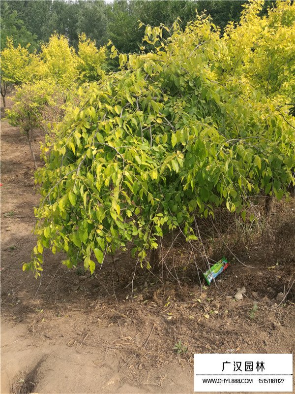 黃金垂榆(圖4)