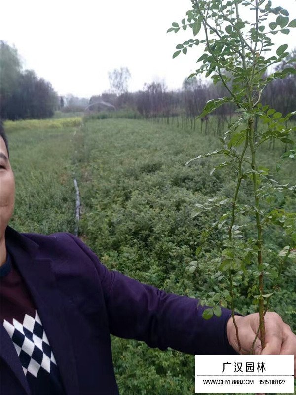 黃刺玫苗子產(chǎn)地(圖4)