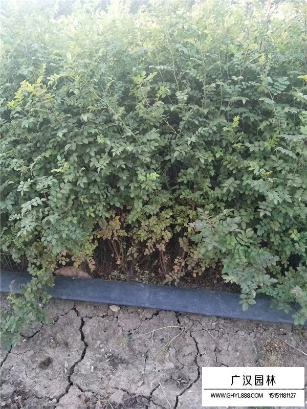 黃刺玫小苗產地在哪(圖1)