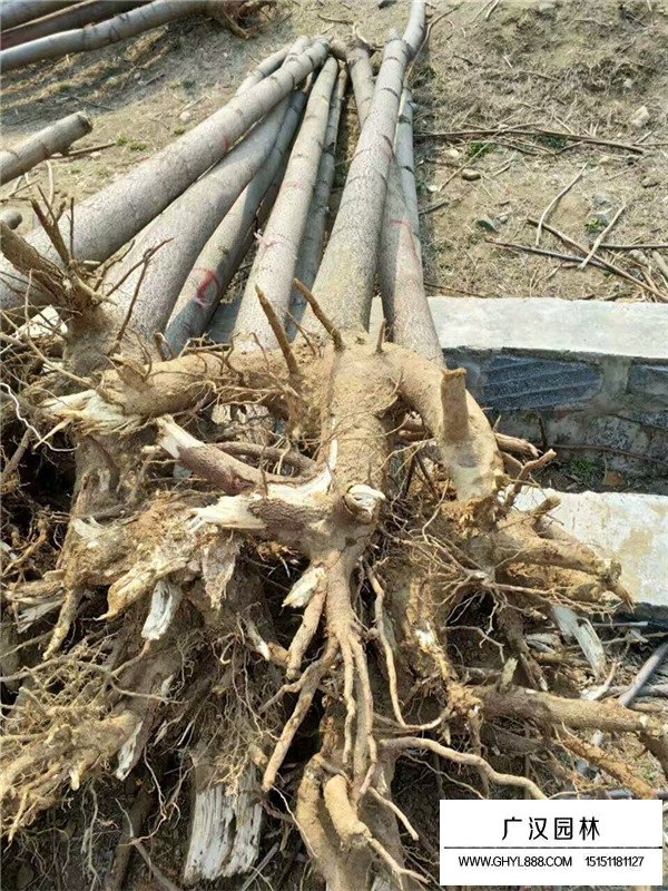 梧桐樹(shù)科屬及習(xí)性(圖4)