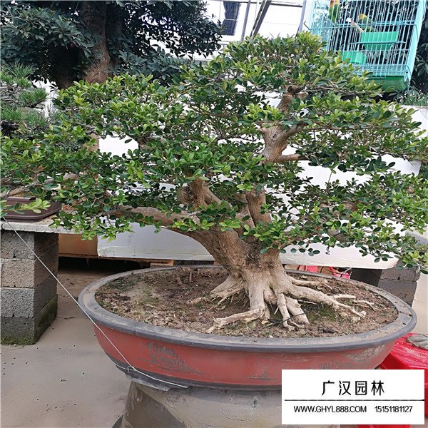 黃楊盆景最佳修剪時間(圖3)