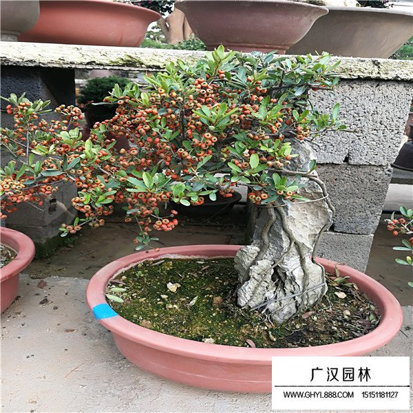 火棘盆景圖片(圖1)