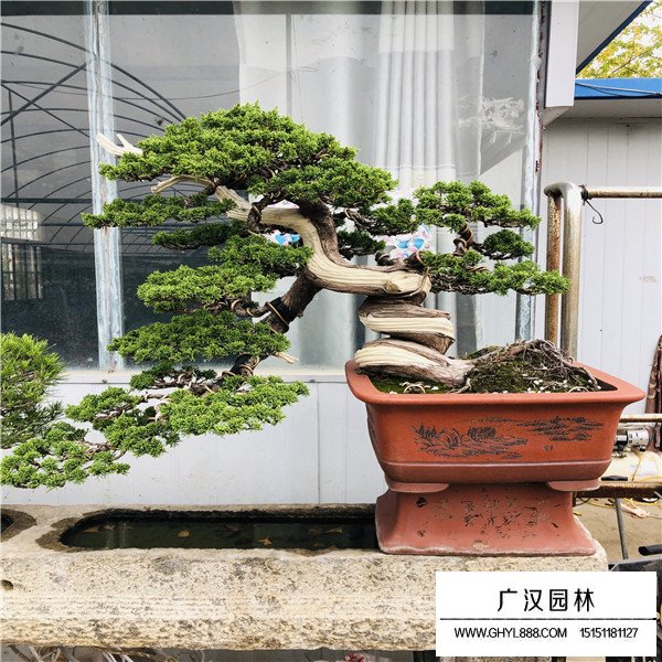 濟州真柏盆景如何養(yǎng)殖(圖4)