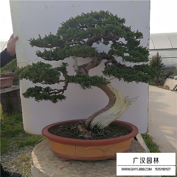 濟(jì)州真柏盆景圖片(圖4)