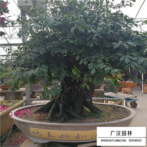 金彈子的嫁接技術(shù)(圖2)