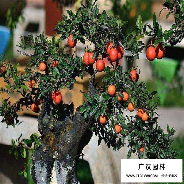 金彈子果實(shí)能吃嗎(圖1)