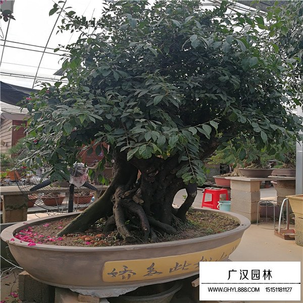 金彈子果實(shí)能吃嗎(圖3)