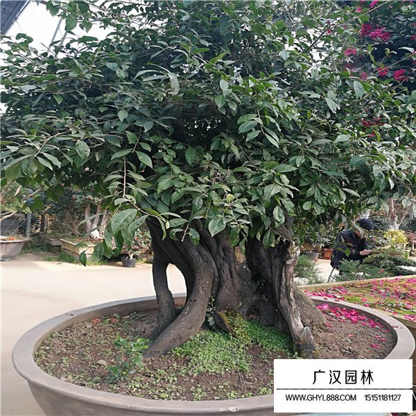 金彈子盆景如何養(yǎng)護(圖4)