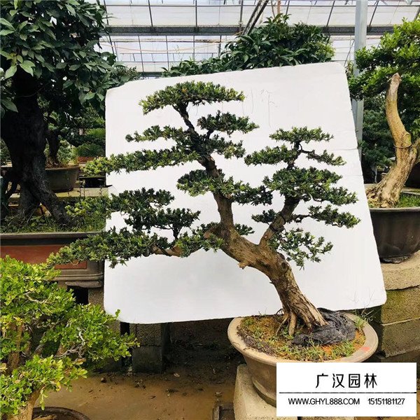 羅漢松擺放的禁忌(圖3)