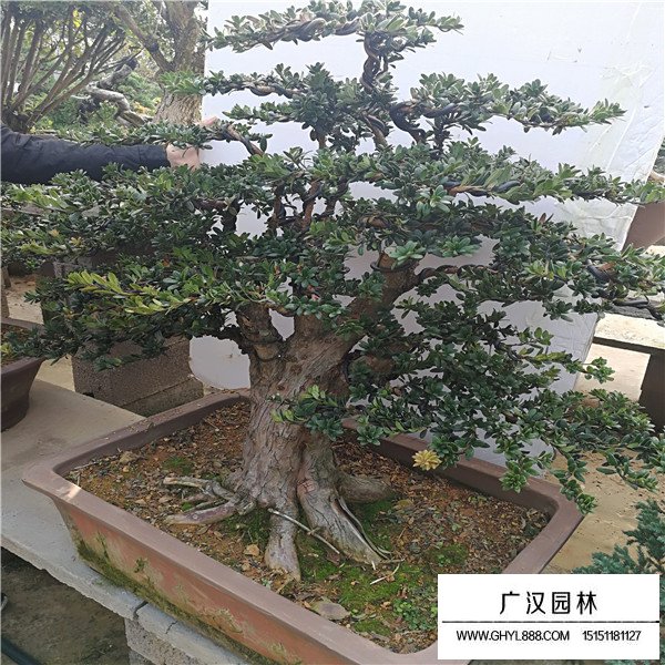 羅漢松盆景圖片(圖2)