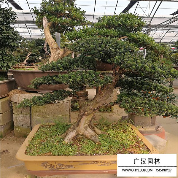 羅漢松盆景圖片(圖3)