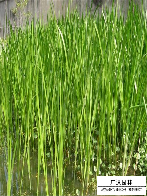 水生植物菖蒲(圖1)