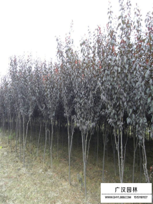 行道樹紫葉李(圖1)