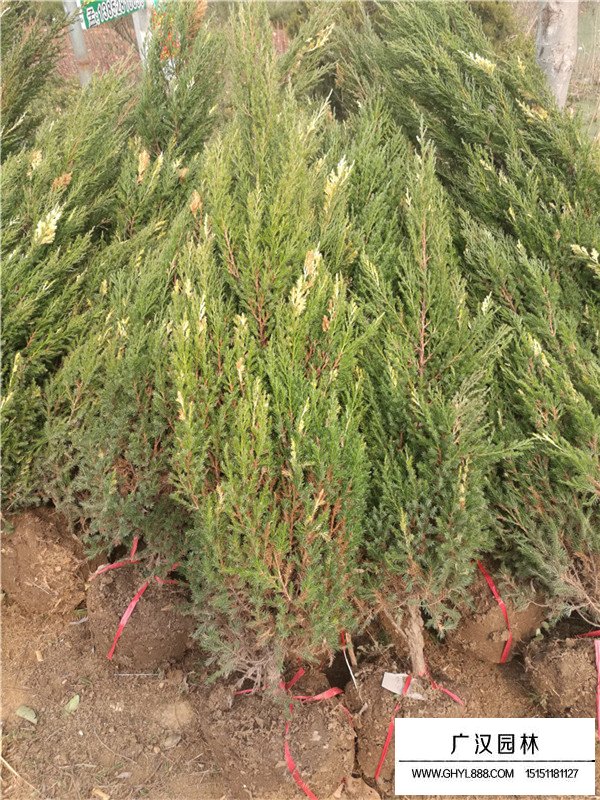 花柏球有什么園林用途(圖3)