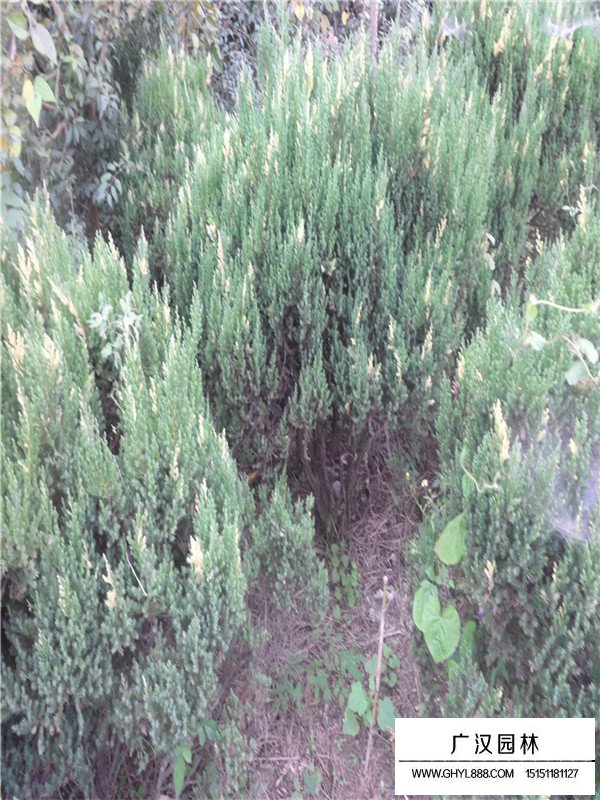 花柏球和鄶柏球區(qū)分(圖3)