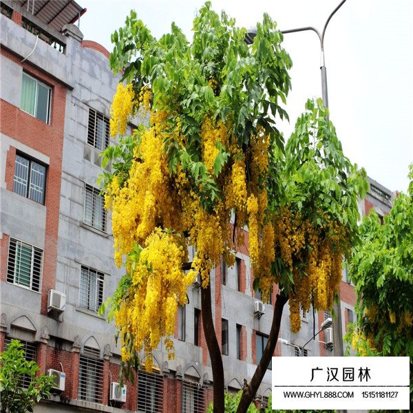 金黃垂花吊的是什么(圖4)