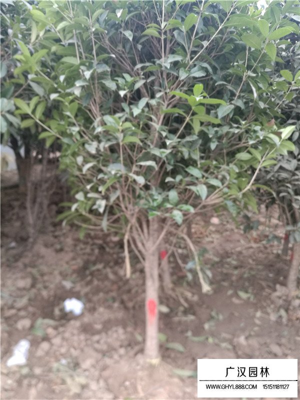 桂花樹有那些種類(圖2)