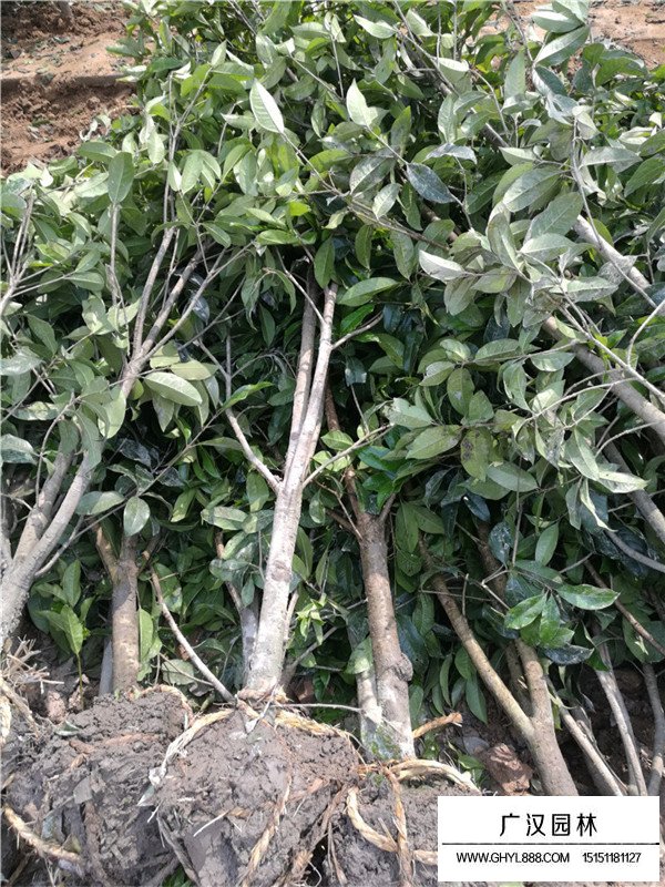 桂花樹有那些種類(圖3)