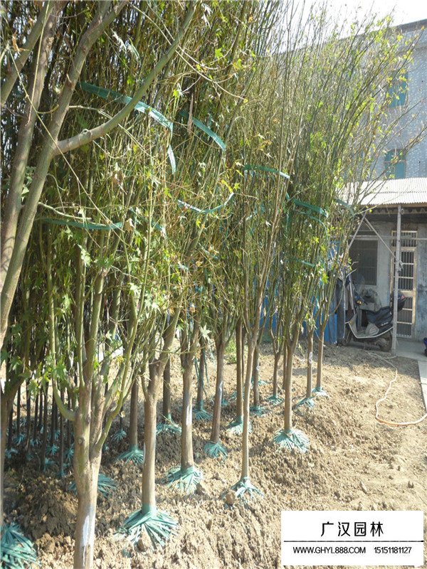 雞爪槭價(jià)格(圖1)