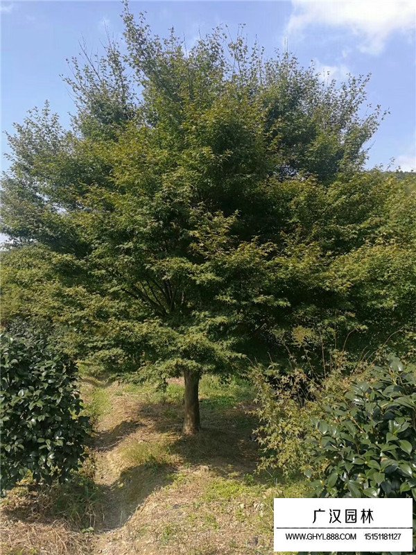 雞爪槭價(jià)格(圖3)