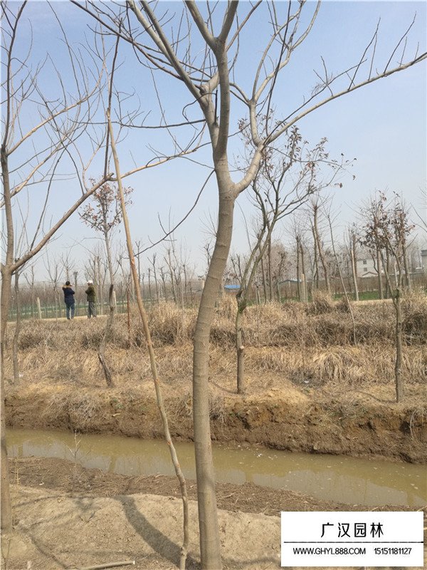 合歡樹7cm徑多少錢(圖2)