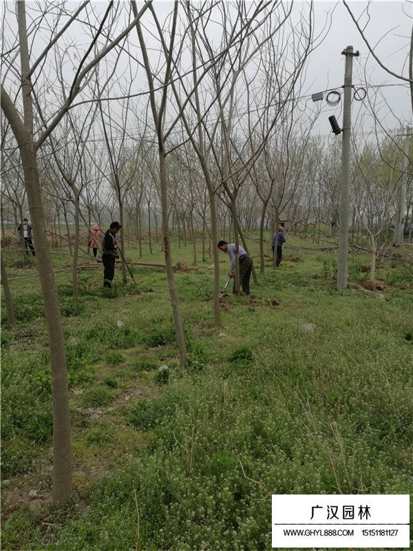 合歡樹7cm徑多少錢(圖4)