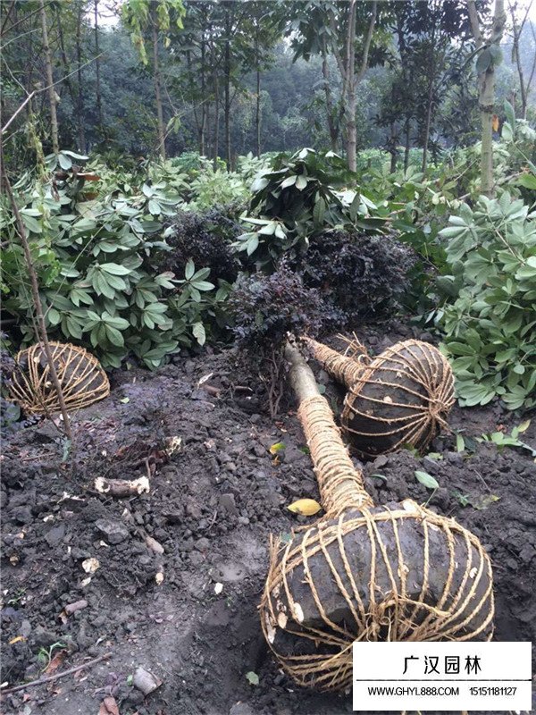 七葉樹的架接法(圖2)