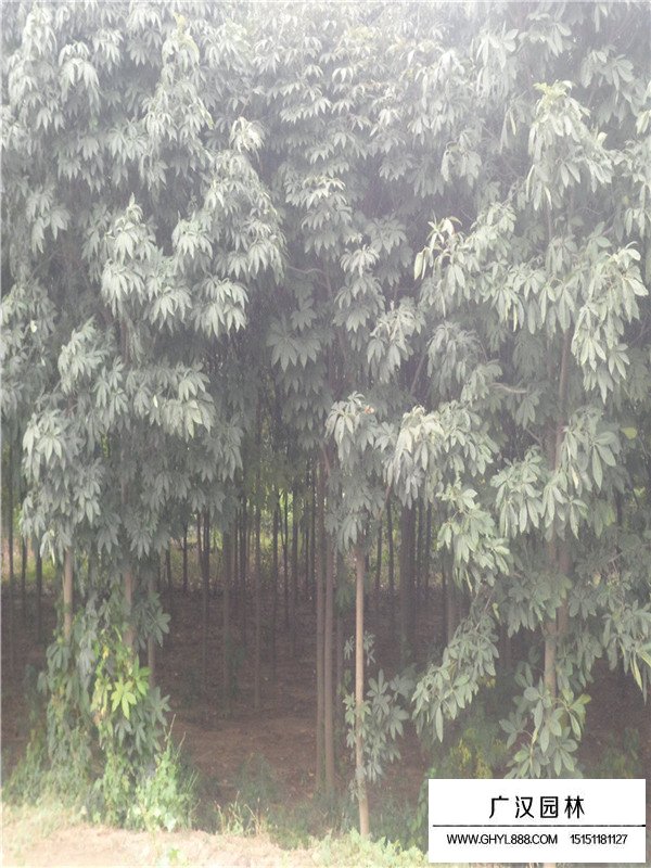 七葉樹的架接法(圖3)