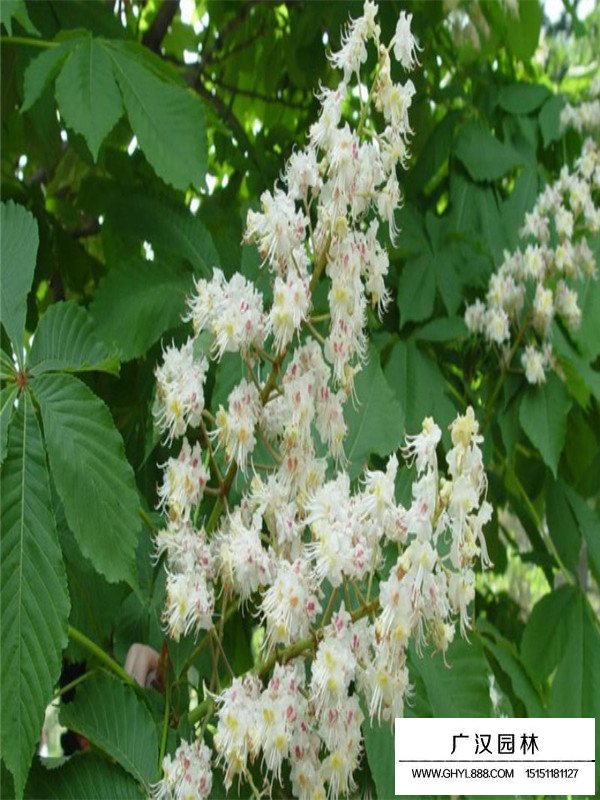 七葉樹(shù)修剪(圖2)