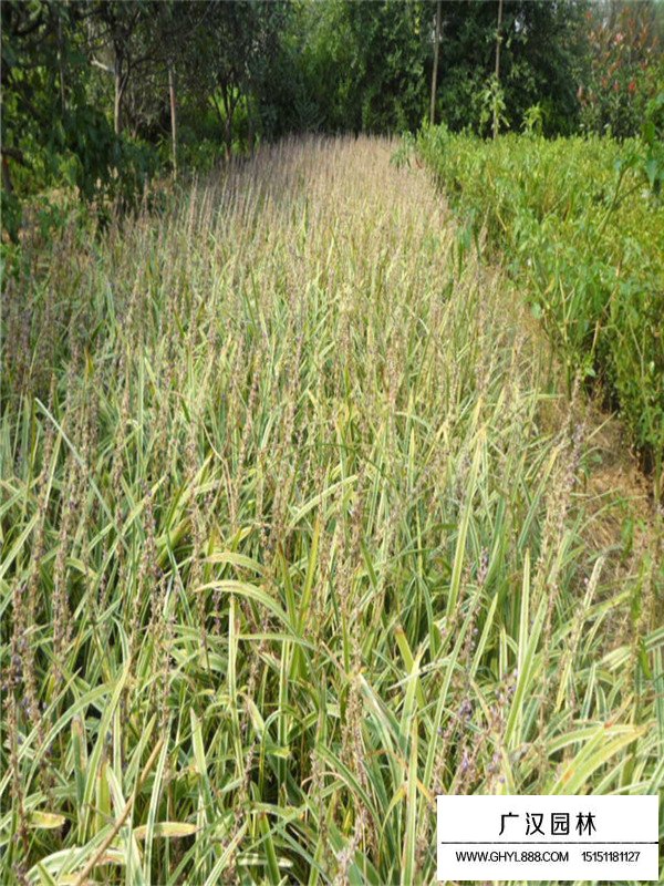 萬年久植物有什么功能效果(圖2)