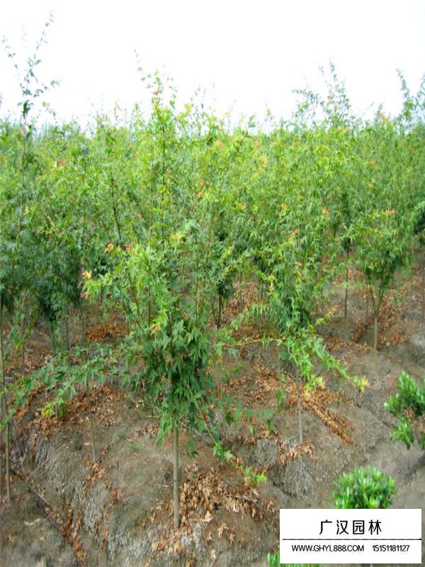 雞爪槭行情(圖1)