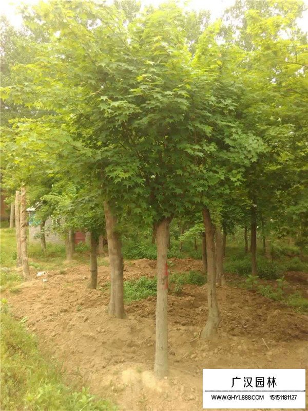 叢生五角楓種植(圖1)