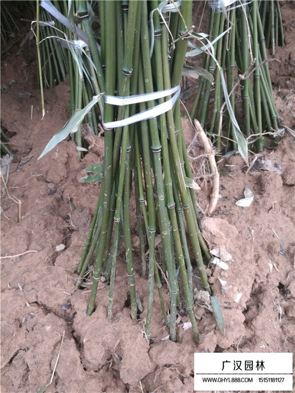 早園竹的價值(圖2)