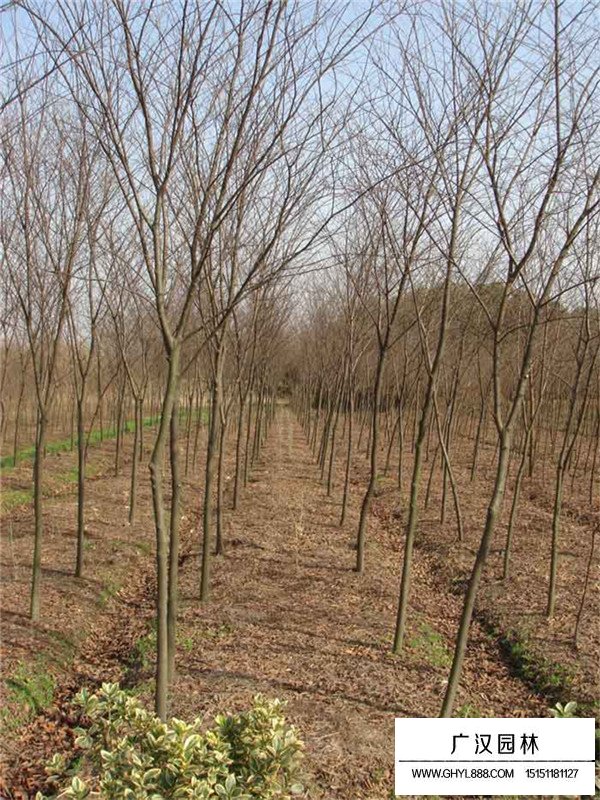 櫸樹苗的批發(fā)(圖4)