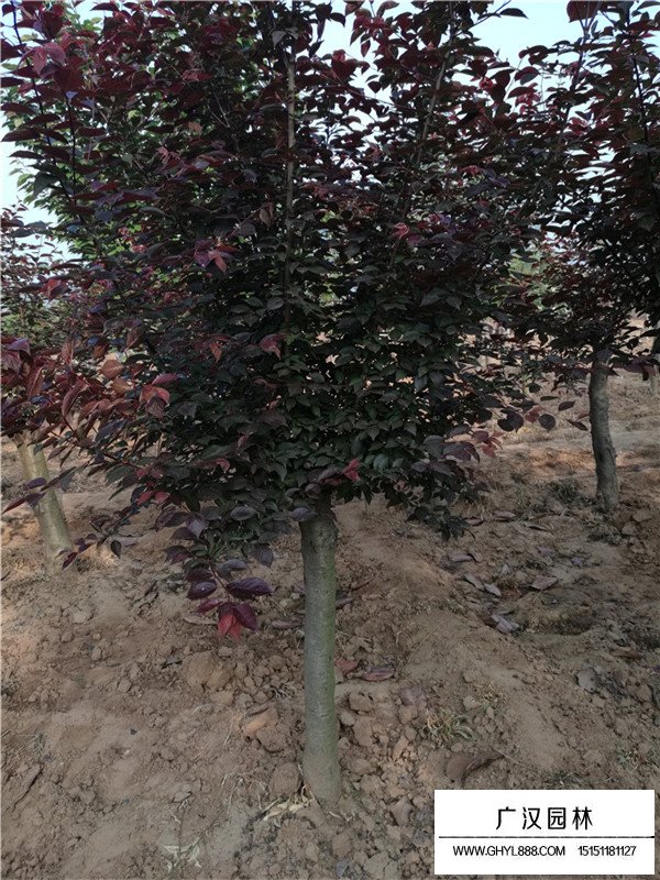 美人梅生態(tài)特征(圖3)