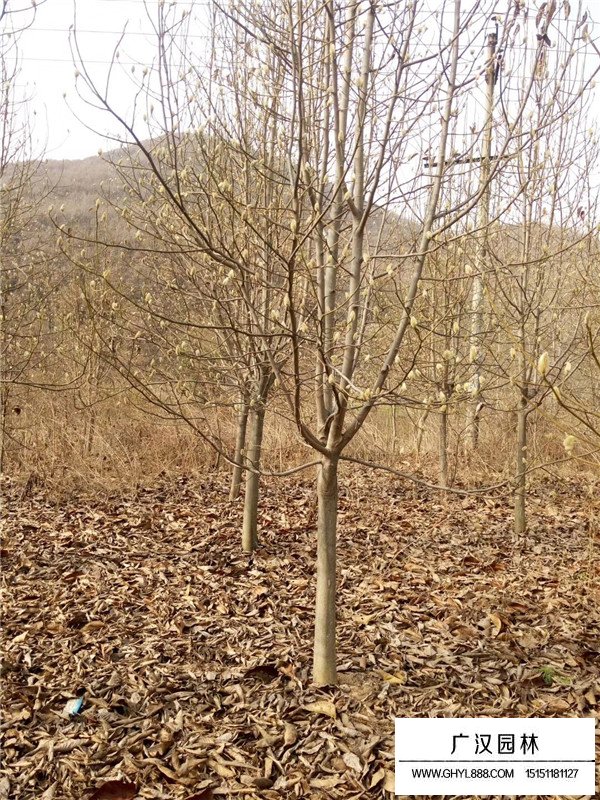 紫玉蘭種子價格(圖4)