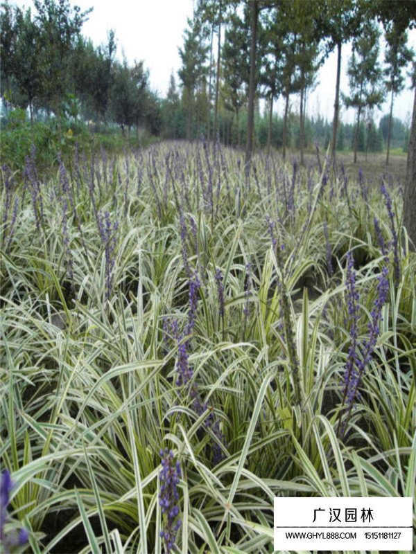 金邊麥冬草有多少品種(圖4)