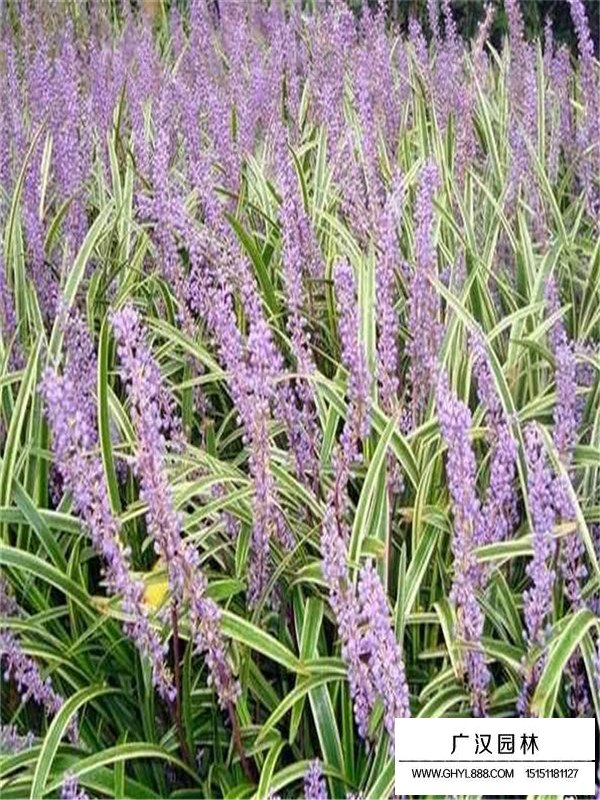 金邊麥冬草價(jià)格(圖3)