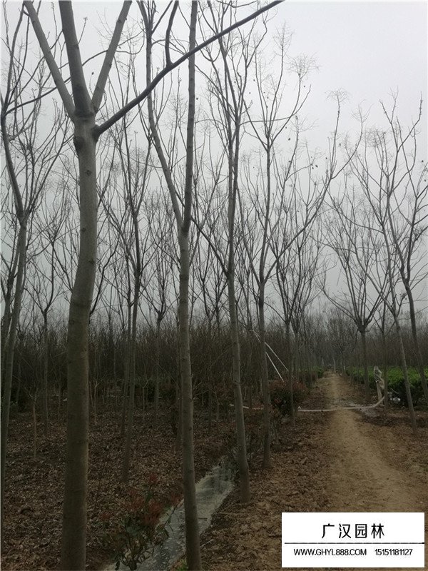 欒樹苗木價格(圖1)