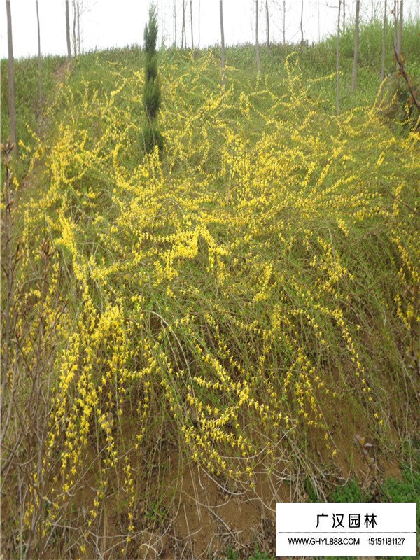 連翹的功能效果與作用(圖3)